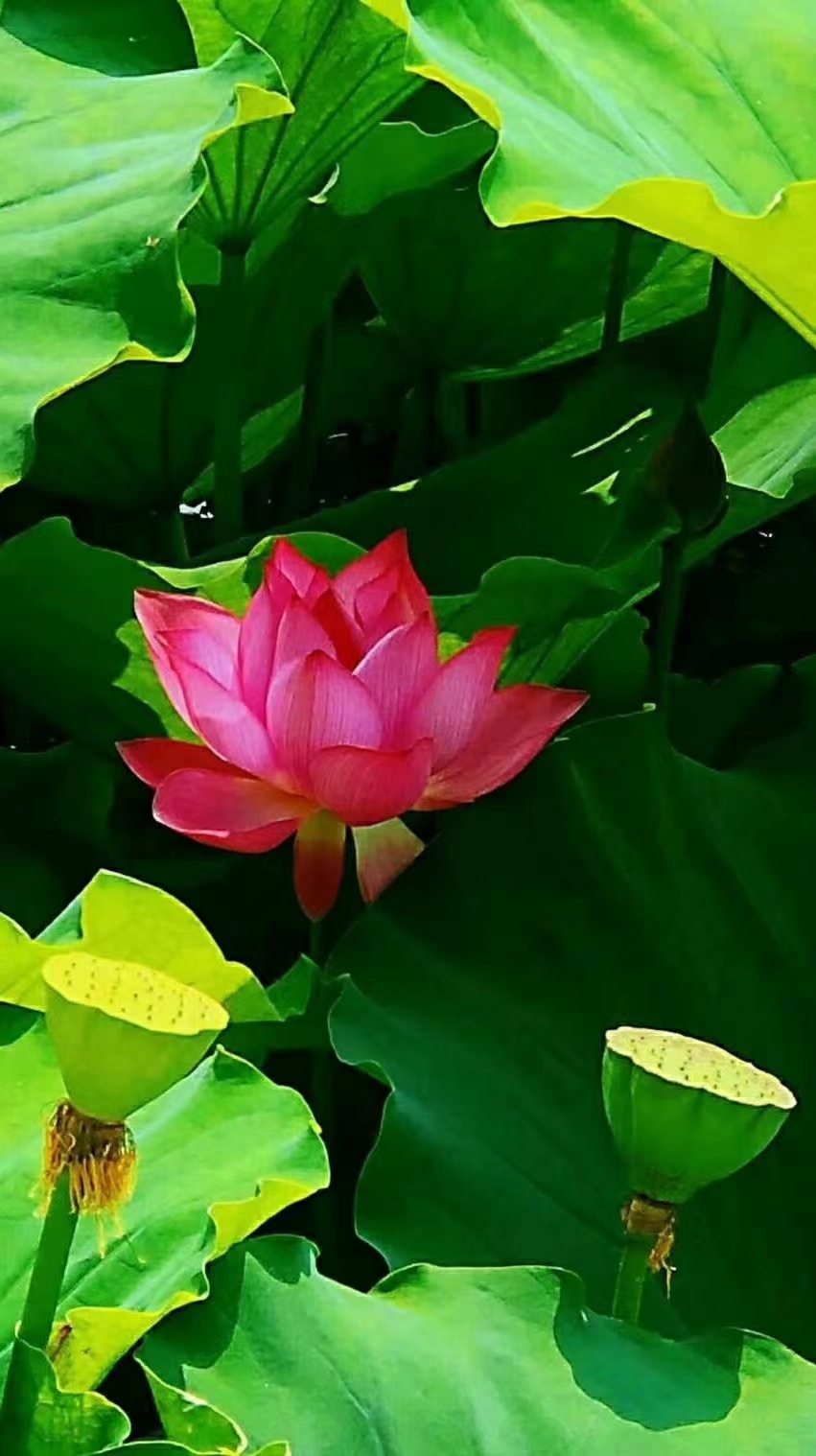 蜓倒影荷花禅意杨柳垂丝云天绿洲涟韵水围景秀波涛河流夕照花结莲心荷