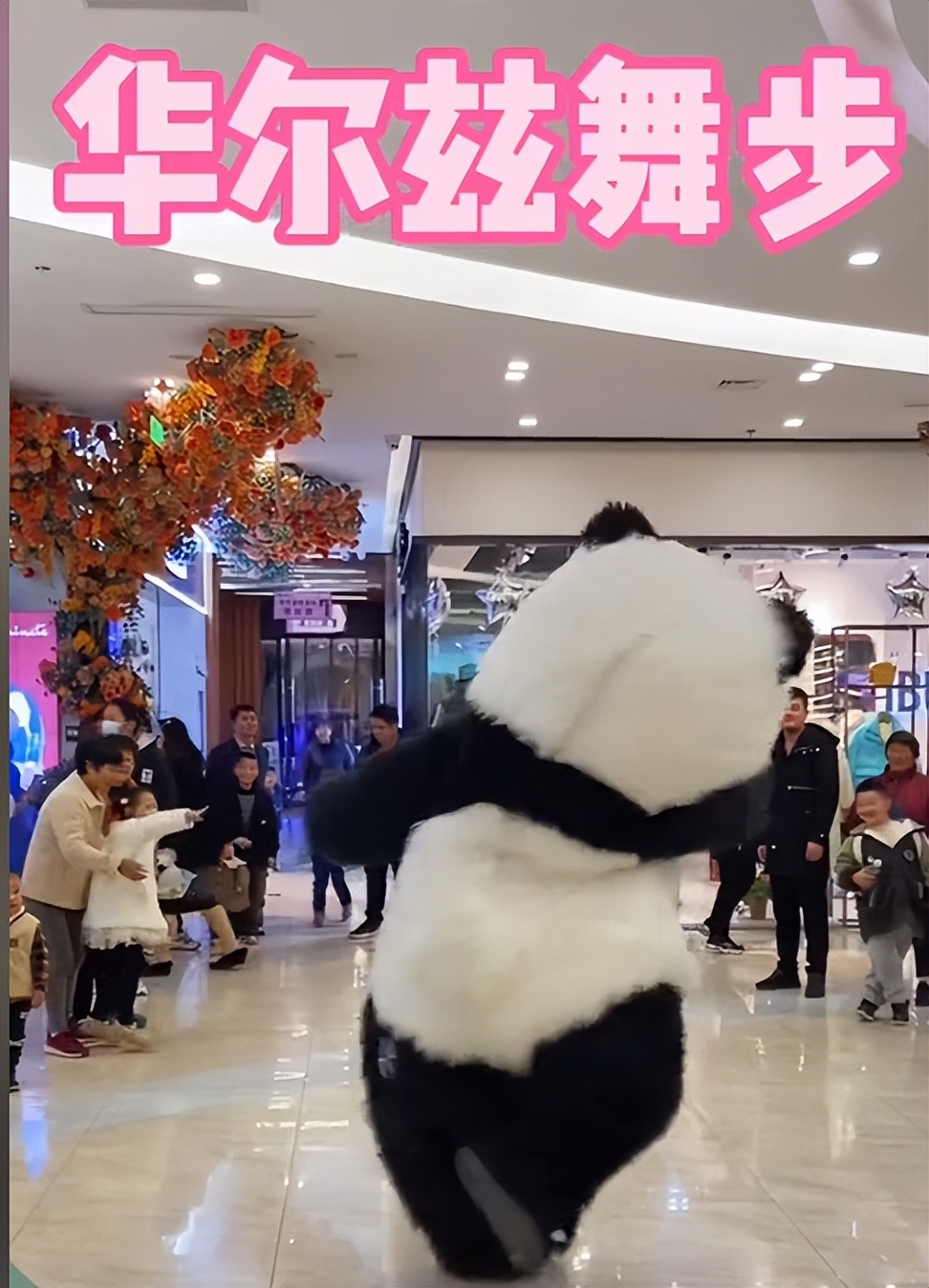 原创网红熊猫妖娆魔性步伐吸粉200万网友贱萌日常太治愈