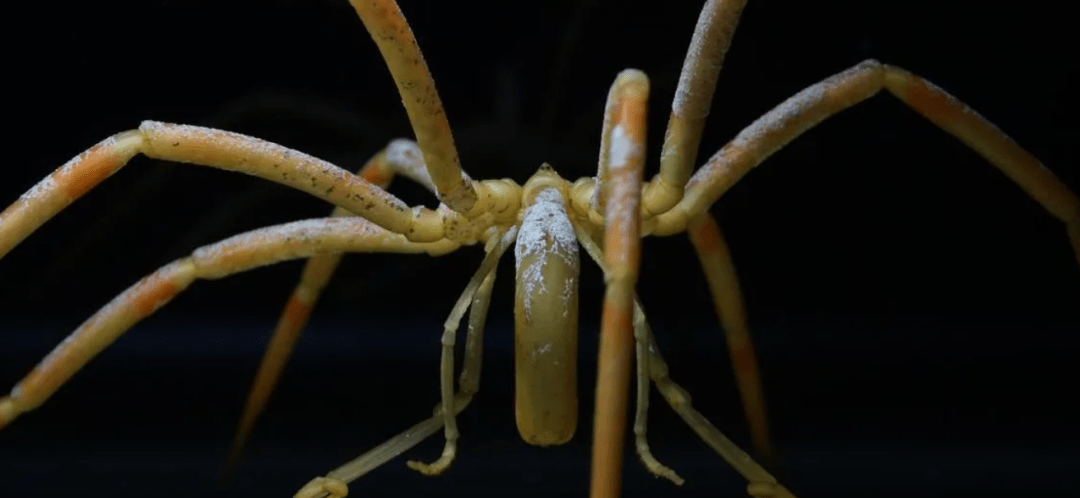 原创海蜘蛛用5亿年亲身证明了这一道理只要足够废物就没天敌