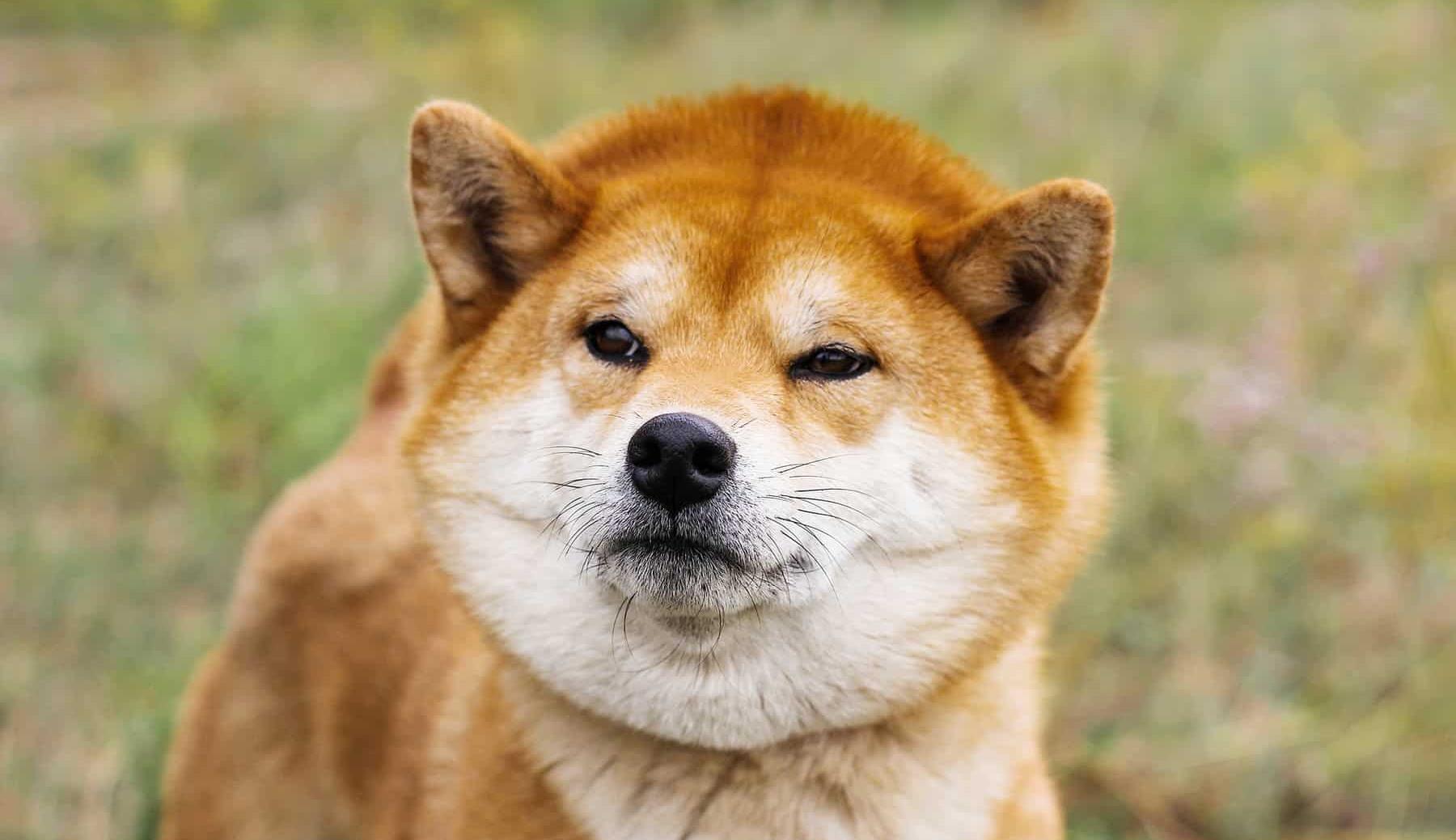 柴犬的白眉毛是什么 豆豆 时候 被称作 柴犬的白眉毛是什么 豆豆 时候 被称作