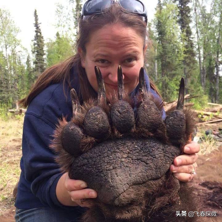 一张照片告诉你,这个陆地上最强大的野兽是什么_棕熊_速度_狮子