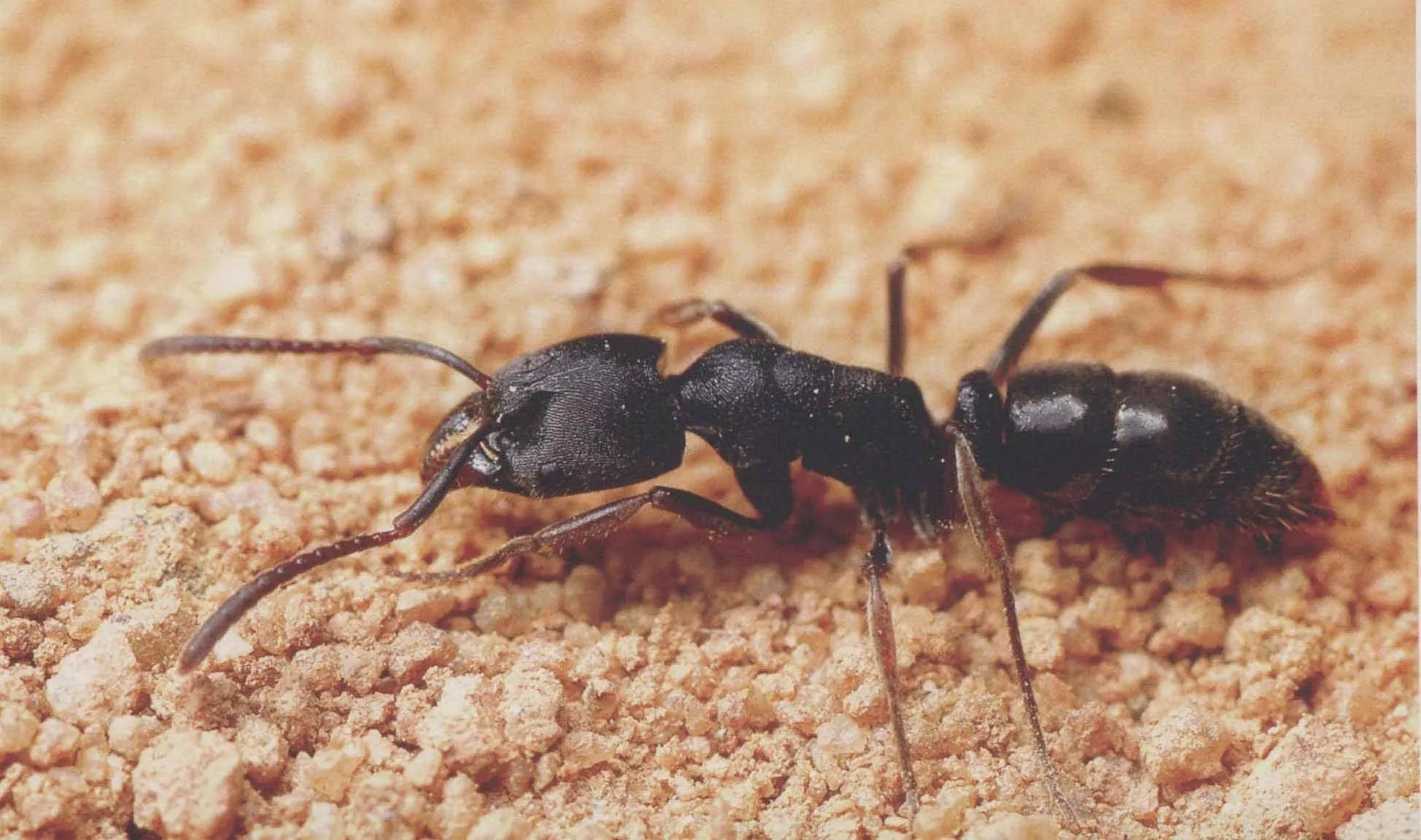 毒蚂蚁图片 最大图片