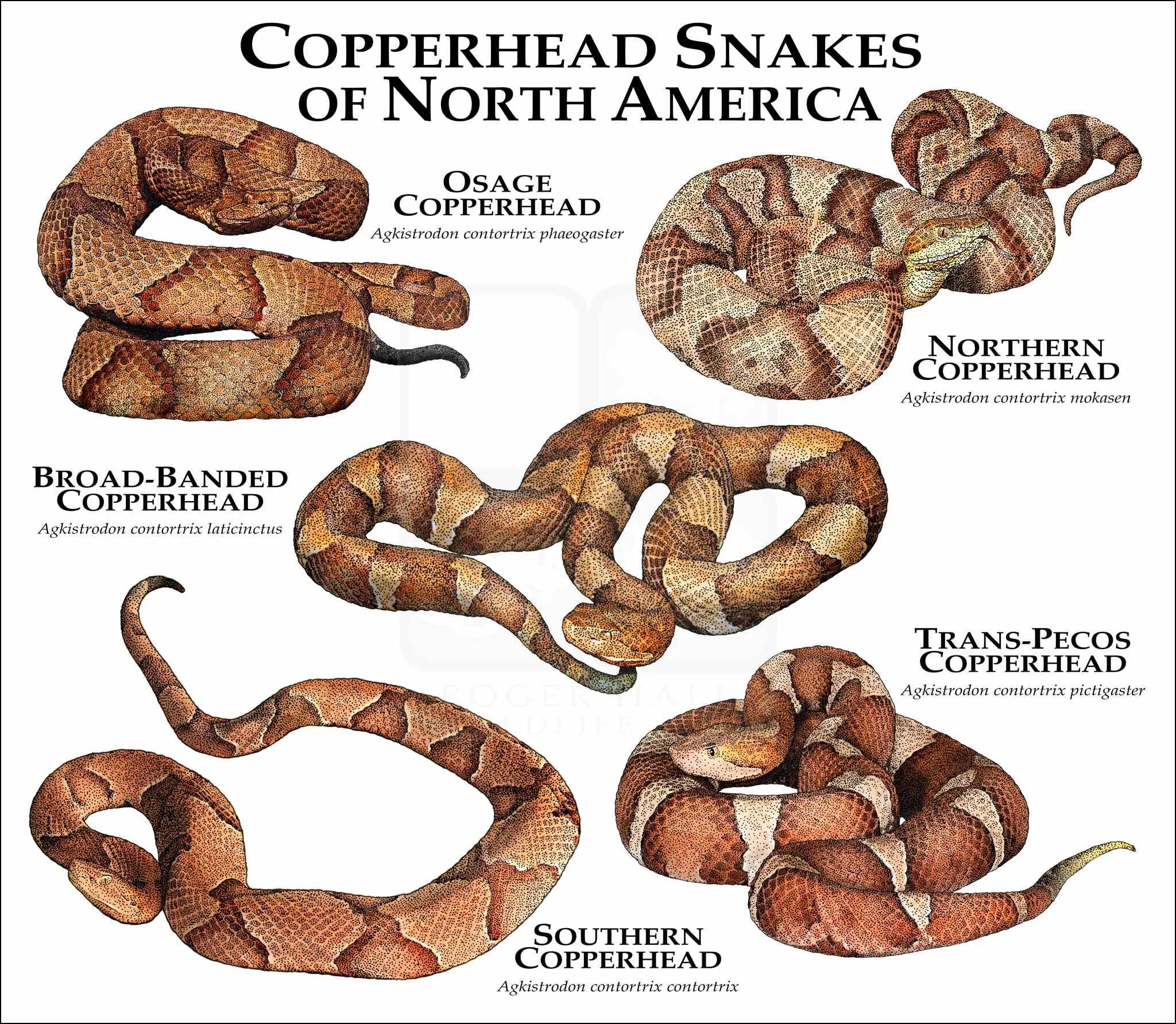 copperhead征图片