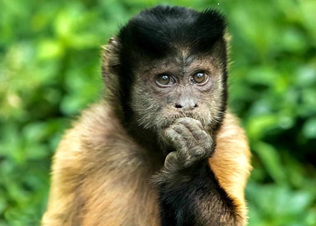 巴拿马猴学会使用工具,黑帽悬猴长相趋近人类,它们在进化?
