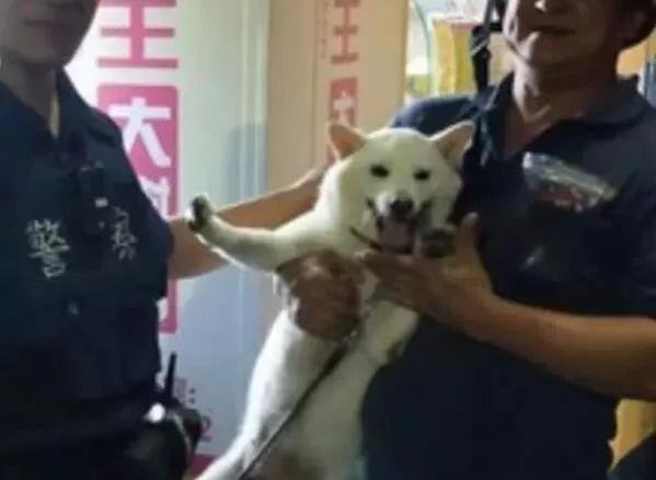 柴犬突然失踪 主人吓得报警 结果警察两分钟后就破案了 炸鸡 寻找 狗狗