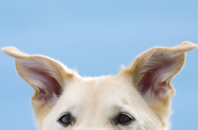 原创狗狗们的耳朵有多少种类型狗狗耳朵的不同状态是在表达什么