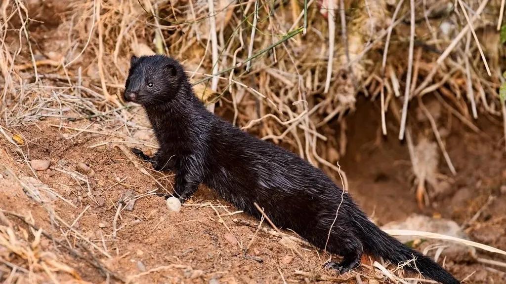 欧洲水貂(european mink_颜色_黄鼬_动物界