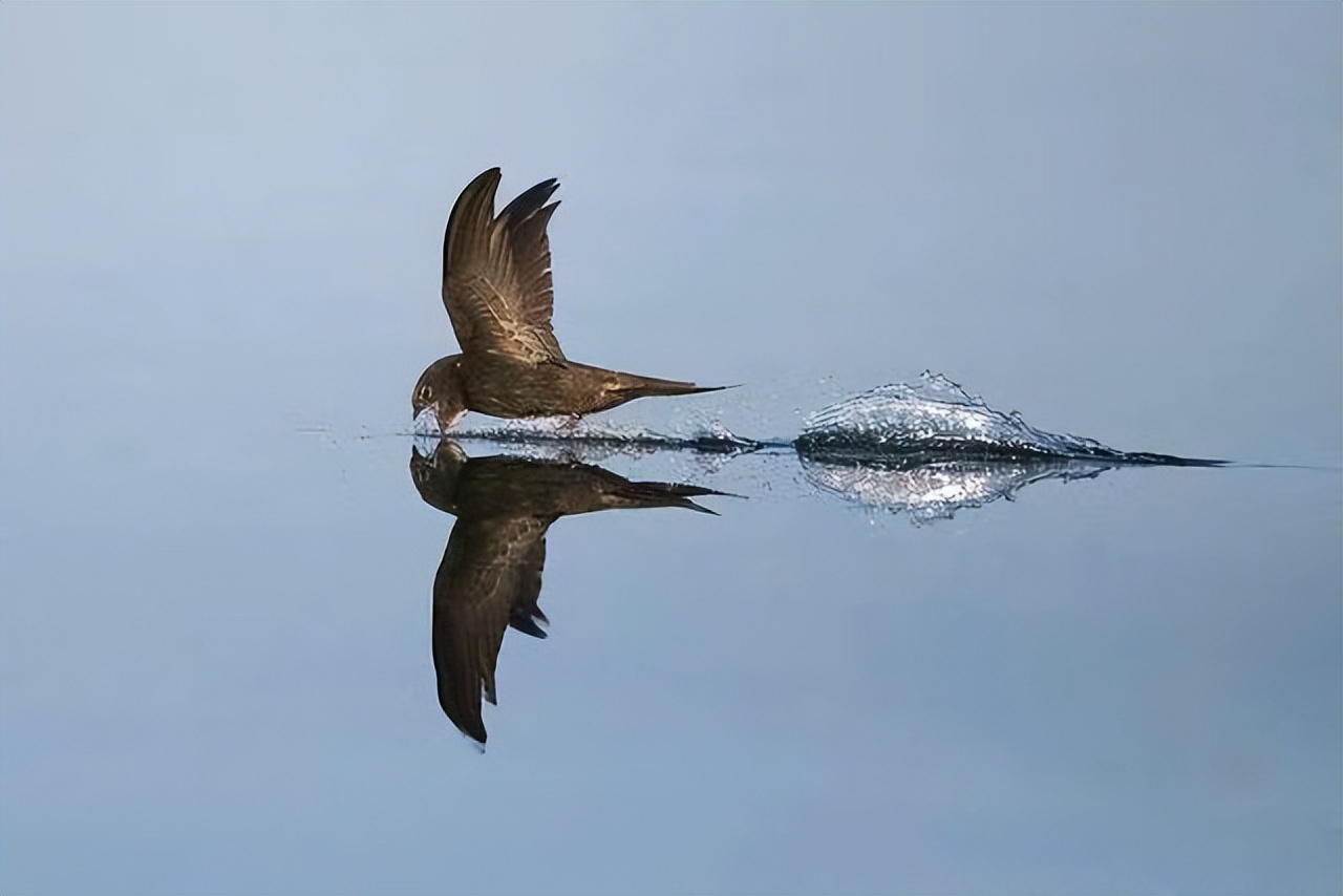 为什么雨燕不能落地,它们落地之后,真的意味着去世吗?_天空_鸟类_飞翔
