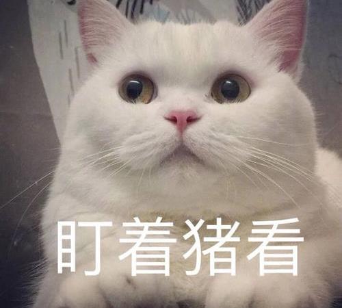 猫界 最怕热 的几种猫 夏天别轻易带出门 毛发 猫咪 波斯猫