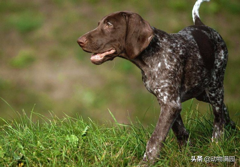 国外猎犬品种图片图片