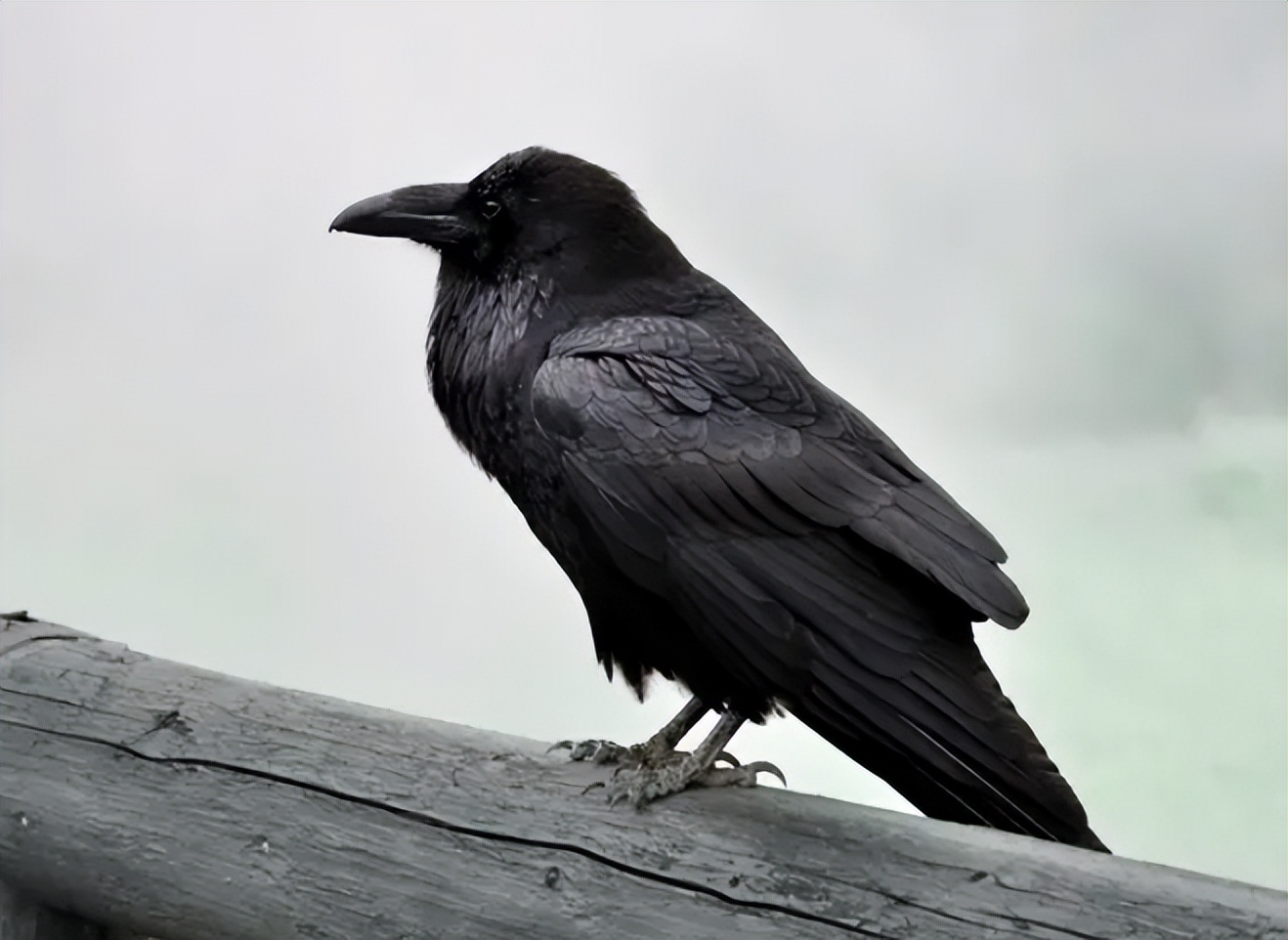 很明显,黑暗鸦的原型就来自于现实的乌鸦,名字的黑暗主要突出其属性