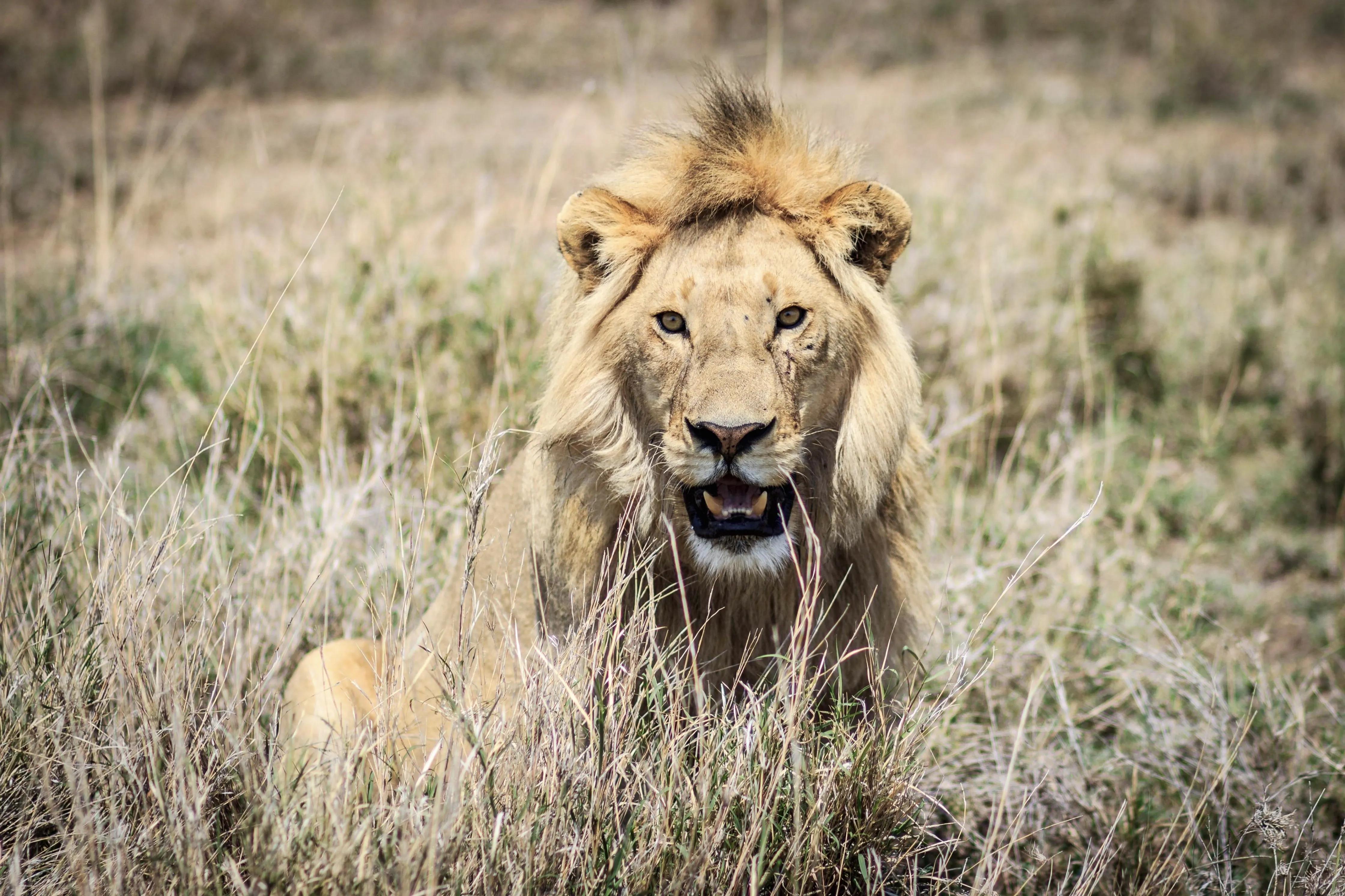 (图片来源于网络)雄狮这样懒惰而且自私,为什么其他的狮子不群起而攻