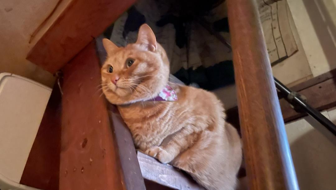 橘猫陪客人用餐 客人走时竟还露这种表情 舍不得离开了 茶色 时候 店猫