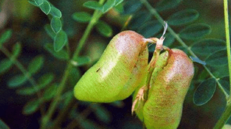 果实如"小灯笼",是民间泡酒良方,常喝可强身健体_马豆_奇特_功效