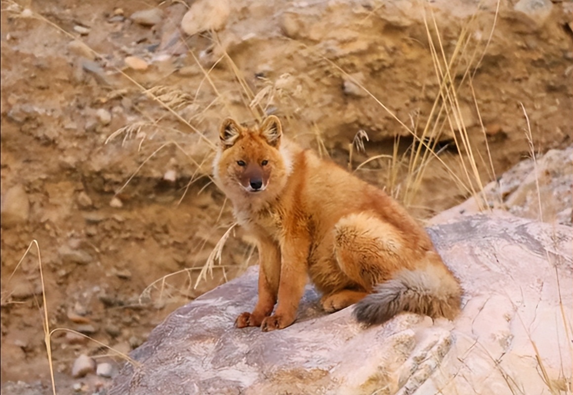 甘肃表现亮眼一己之力逆转中国豺灭绝危机如今已迁徙七百公里