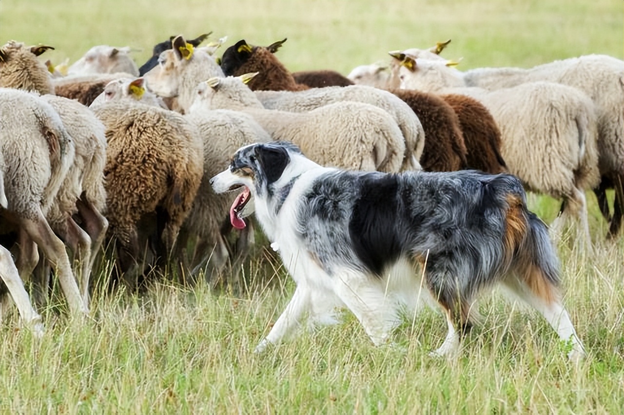 一頭餓瘋了的獨狼偷襲羊群被5條牧羊犬發現結果被活活咬死