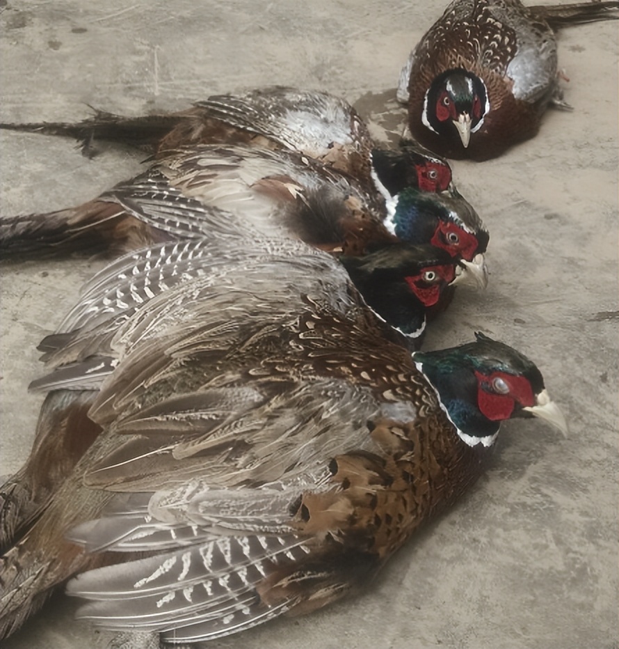 胡猎户赶忙来到了门口,对这些野鸡进行检查,当他看到野鸡脖子上的伤口