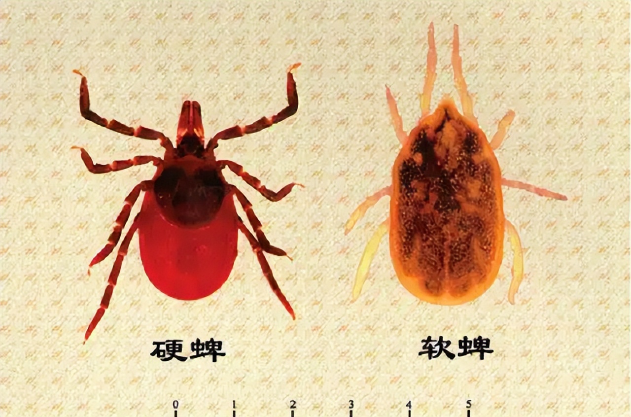奪命蜱蟲又聾又瞎卻能鑽入體內吸血蜱蟲為何比毒蛇還厲害