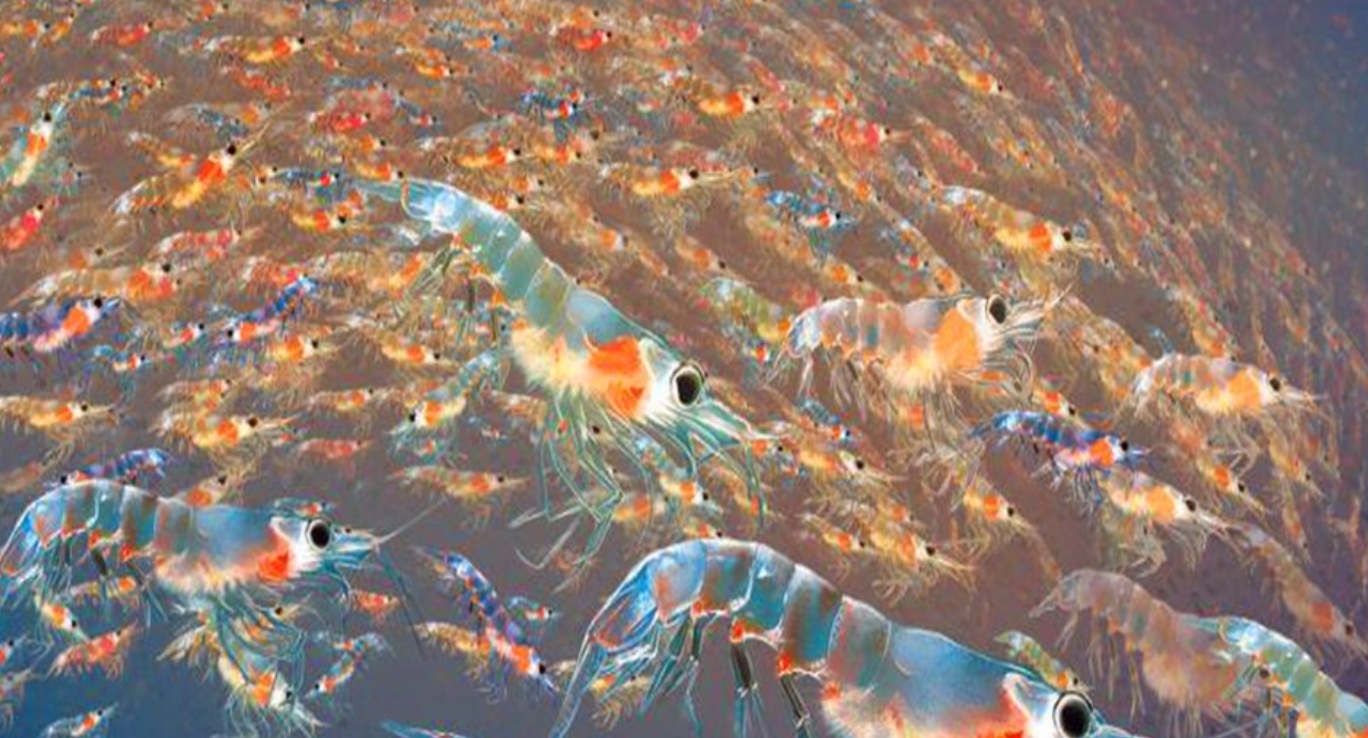 原创南极发现10亿吨磷虾各国竞争相当激烈中国或成最大受益者