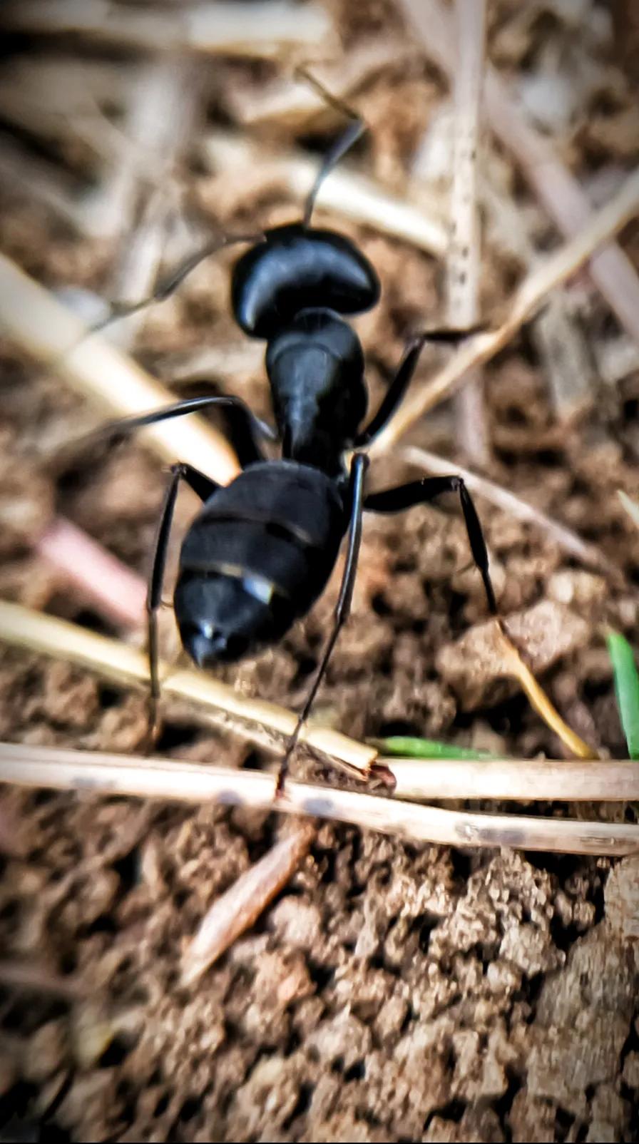 微拍的小蚂蚁,了解蚂蚁的习性_进化_动物_食物