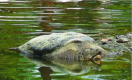 歲的斑鱉方方去世,中國最長壽的生物交到了蘇州動物園的雄性斑鱉身上