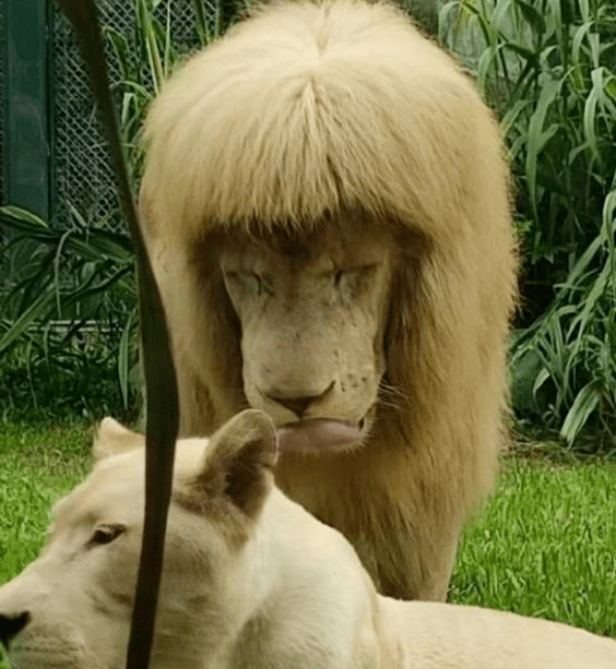 金毛狮王搞笑发型图片图片