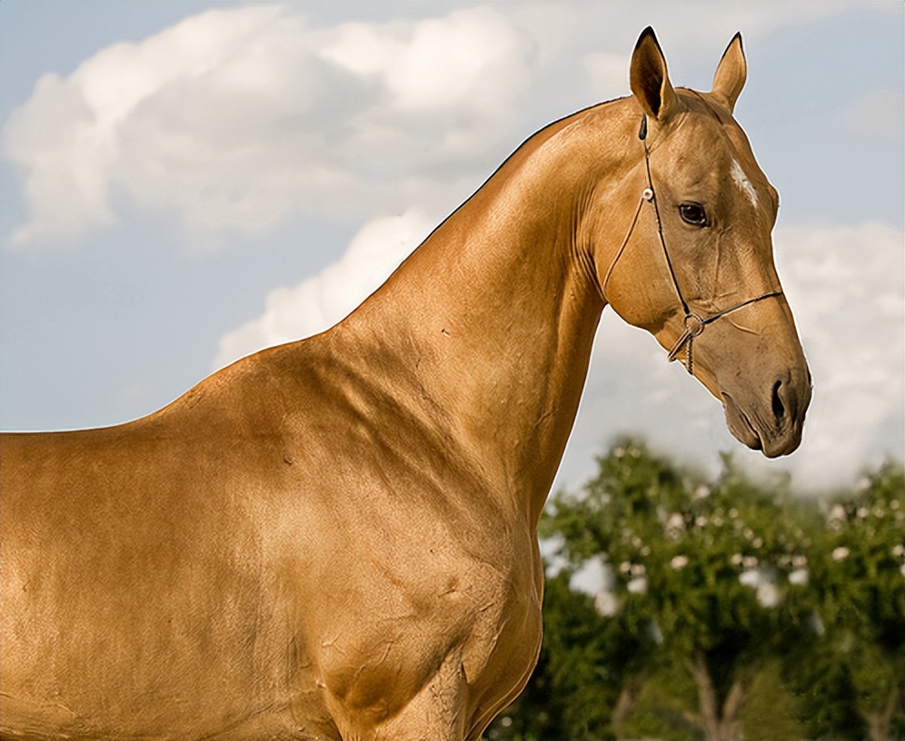 远去的汗血马-阿哈尔捷金马的历_土库曼斯坦_沙漠_品种