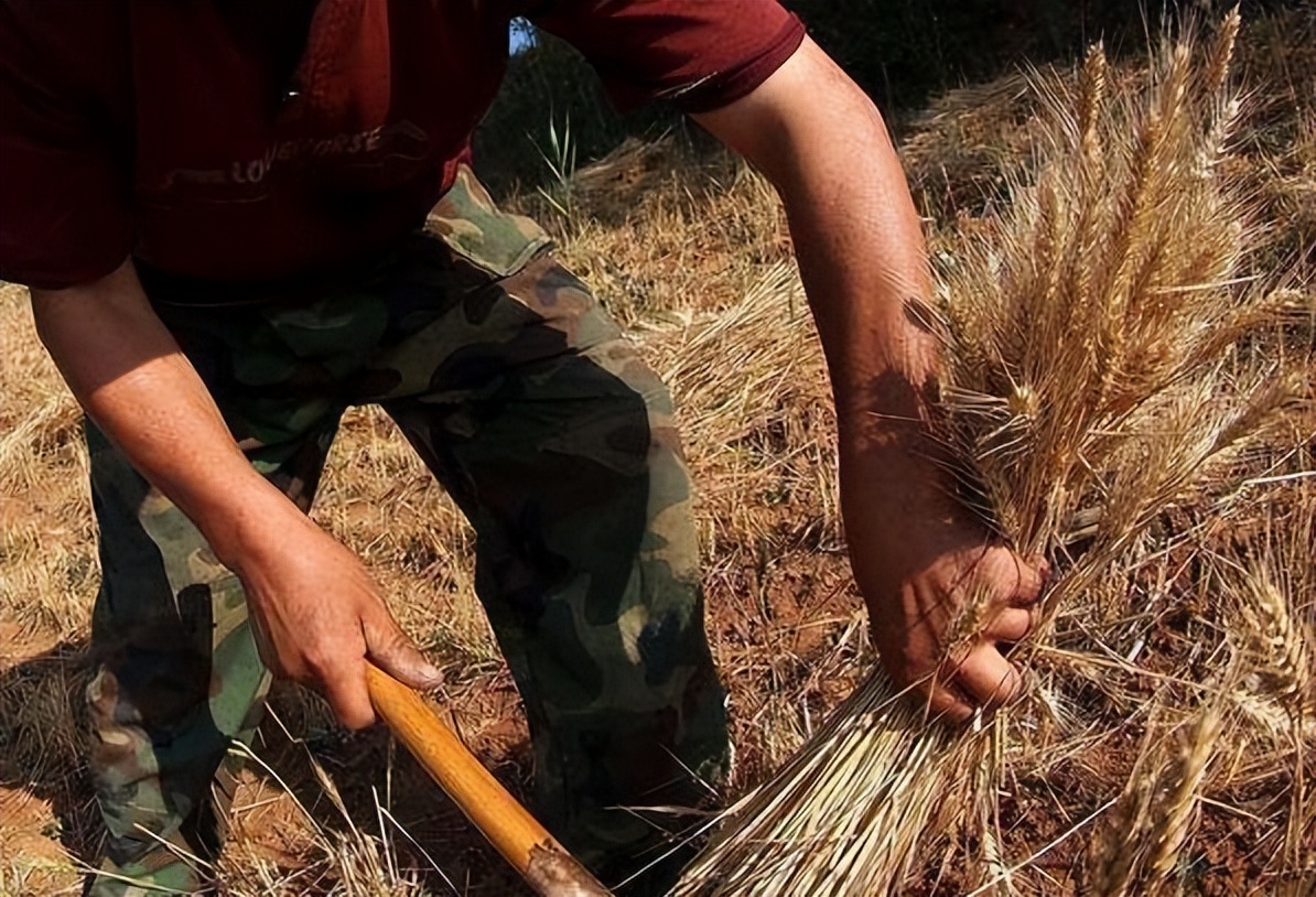 于是,强壮的男人就要拿着那把镰刀割麦子.
