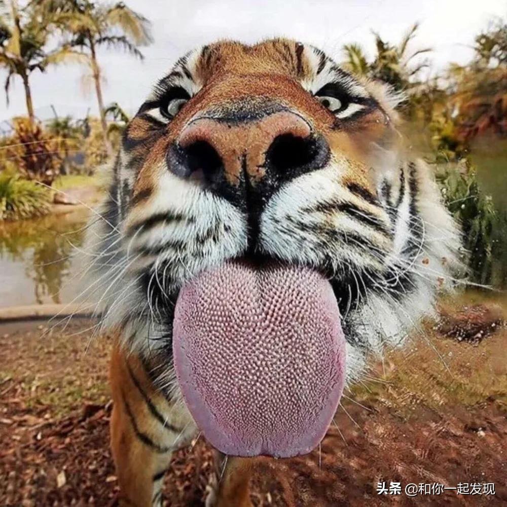 北极熊的爪子与人的手_身高_舌头_甲虫