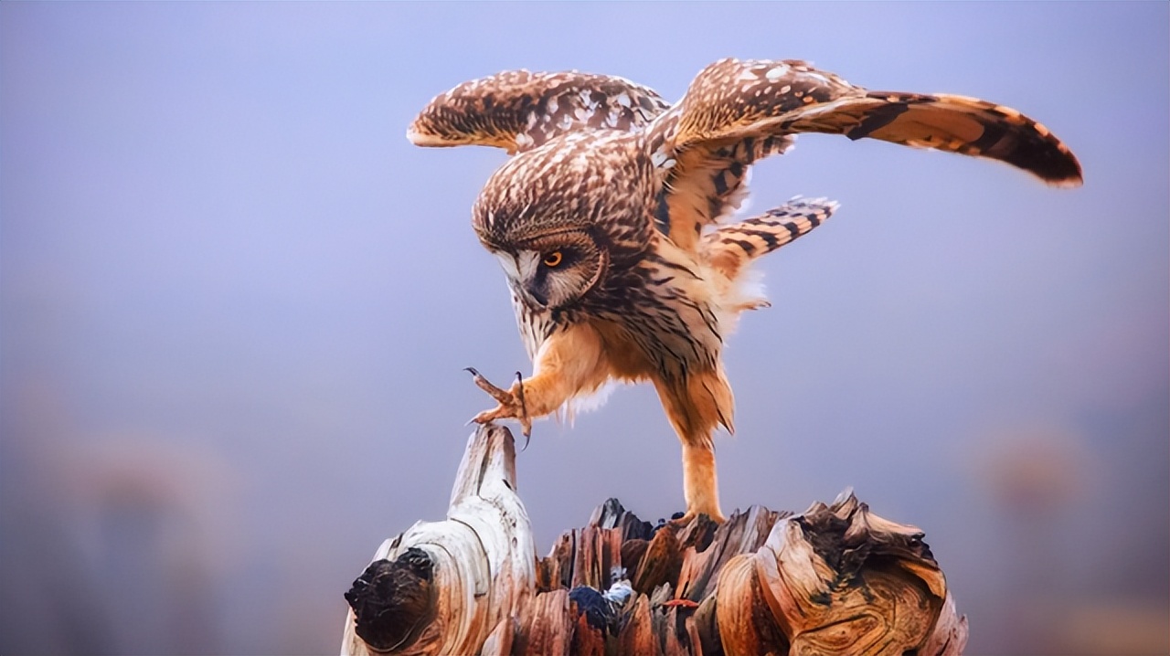 原创600万年前青藏高原一只猫头鹰刚吃饱还没消化就被变成化石