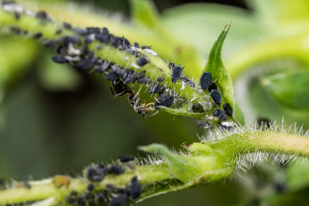 蚜虫分泌蜜露图片