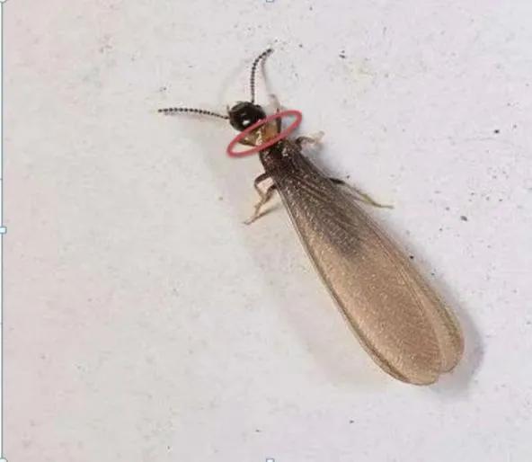 白蚁科普,我们是认真的_危害性_工蚁_繁殖