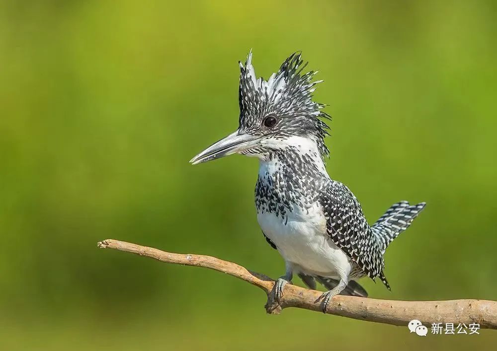 头戴羽毛花冠身披波点外衣叫声像家里养的小狗会飞又会潜水不是鱼也不