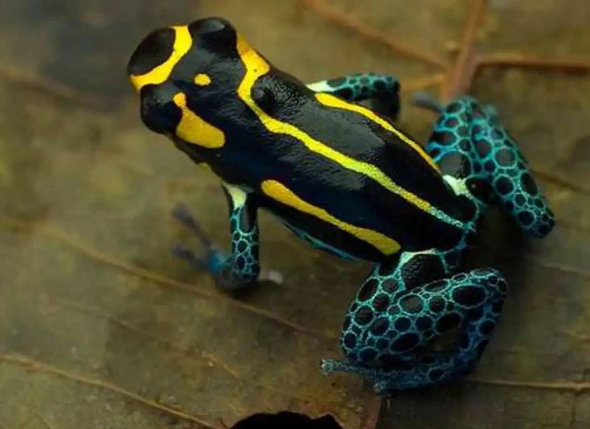 美丽却致命,盘点世界上8种毒性最强的箭毒蛙_毒素_物种_学名