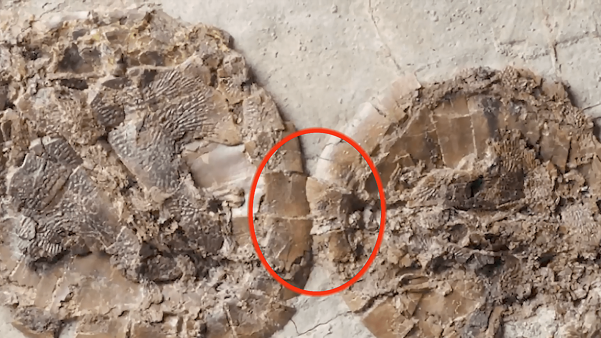 4700万年前的珍贵化石，一对正在谈恋爱的乌龟，却不幸被火山掩埋_梅塞 