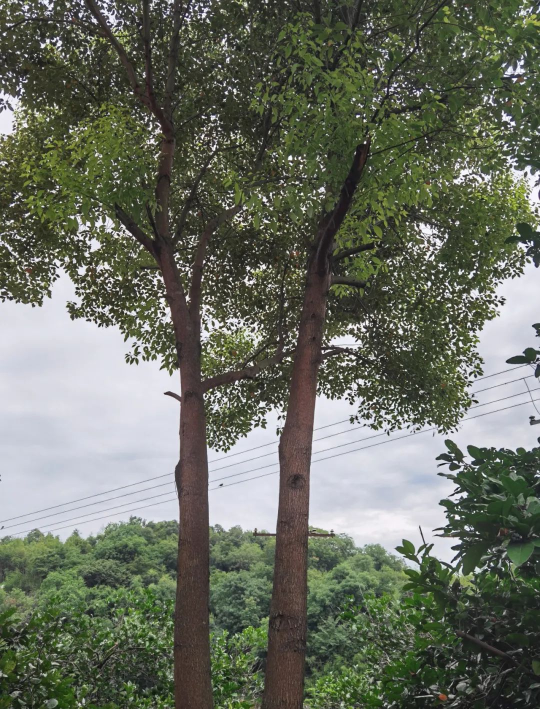 散文|《故乡的香樟树》_树苗_地方_树枝