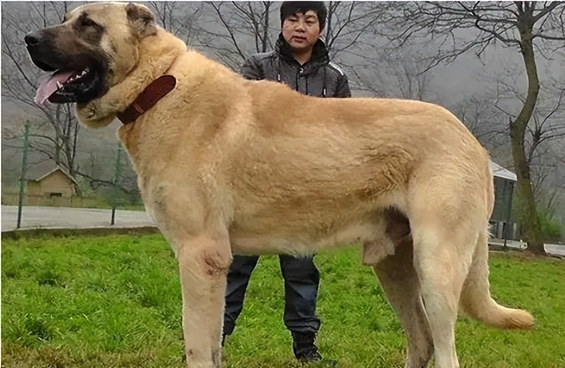 原創藏獒和坎高犬兩隻大型猛獸誰能贏得猛犬之王的位置