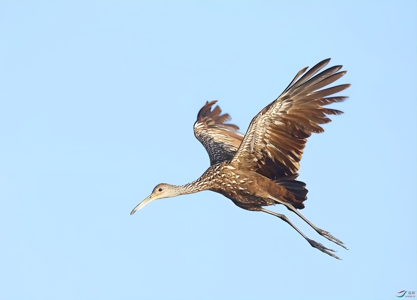 还会飞,新疆长脚秧鸡_草丛_红褐色_活动