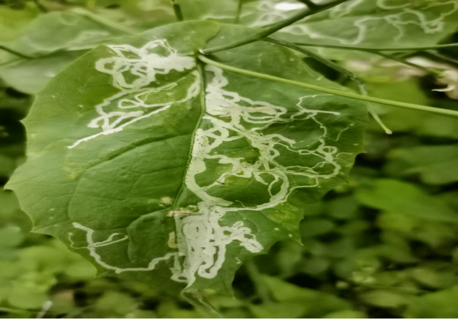 鬼画符虫图片