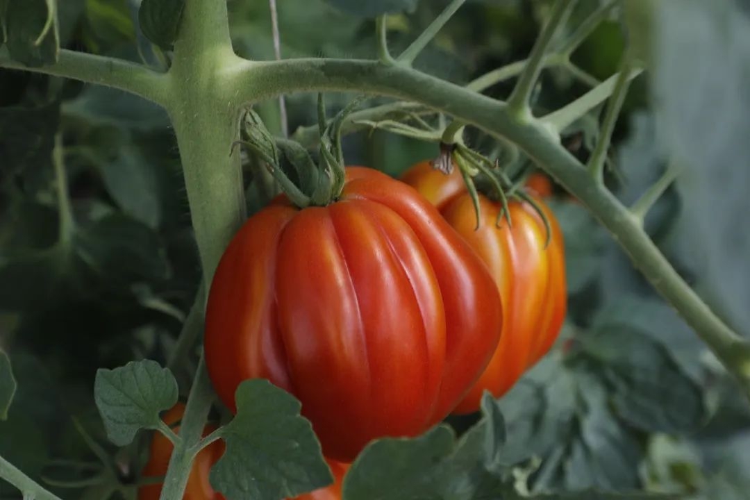 嗲金山这款百里挑一的梦中情茄正在热销