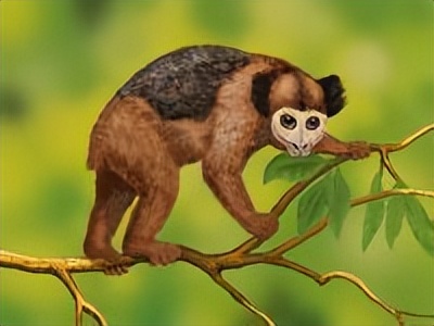 动物趣闻:体型最大的狐猴古大狐猴,以及和它同类的远古动物_活动_生活