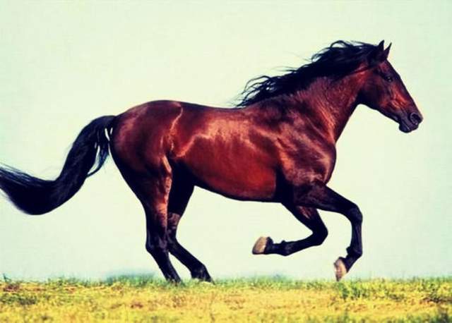 名驹之首一阿拉伯马(arab)原产自中东游牧民族贝多因人(bedouin),是最