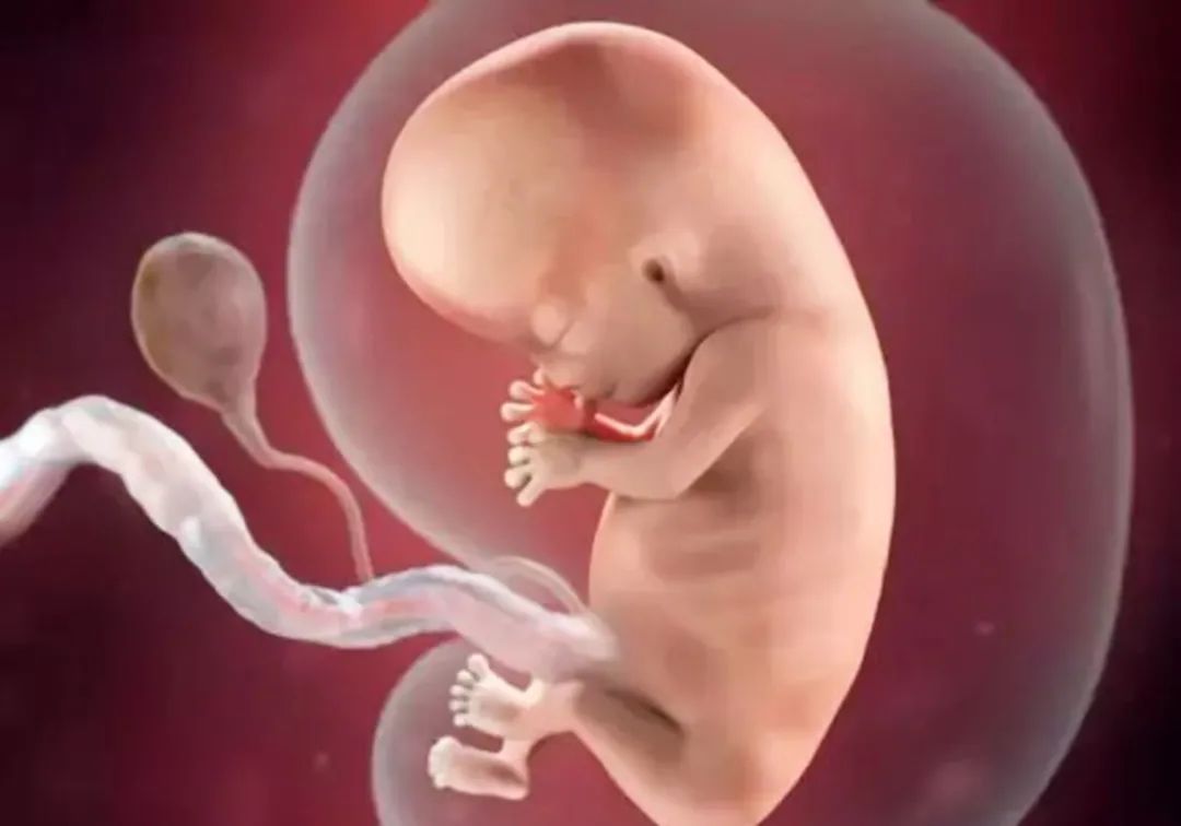 【新生儿微电影】3d组图:忆童宝贝带你看胚胎发育全过程
