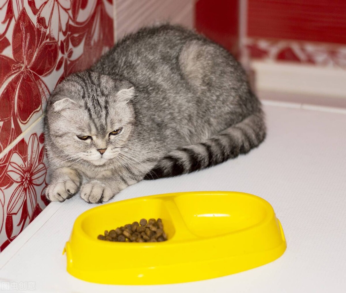 孩子想养猫买到星期猫猫咪没精神食欲差