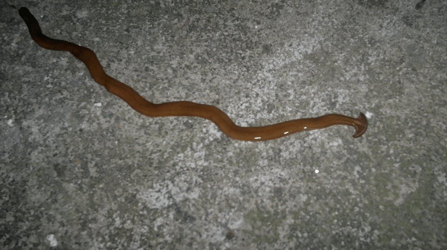 人体_水蛭_生物