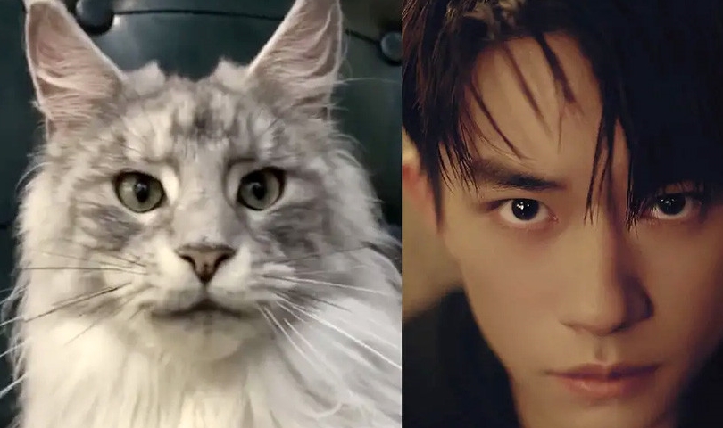 缅因猫撞脸易烊千玺,粉丝不惜花重金竞拍,贫穷限制了我的想象力_手机