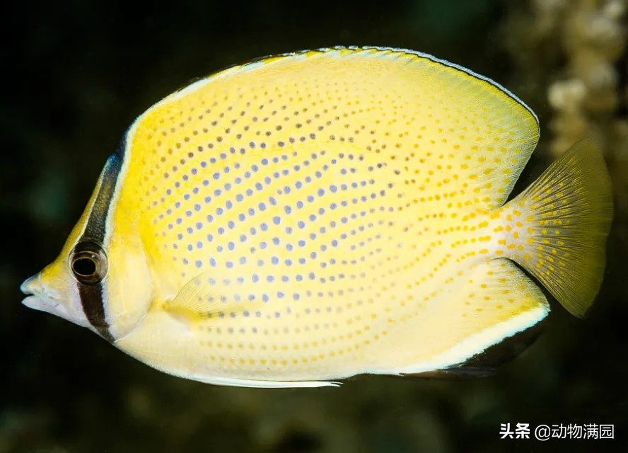 原创物种百科密点蝴蝶鱼