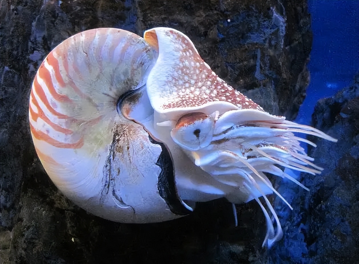 直壳鹦鹉螺资料图片