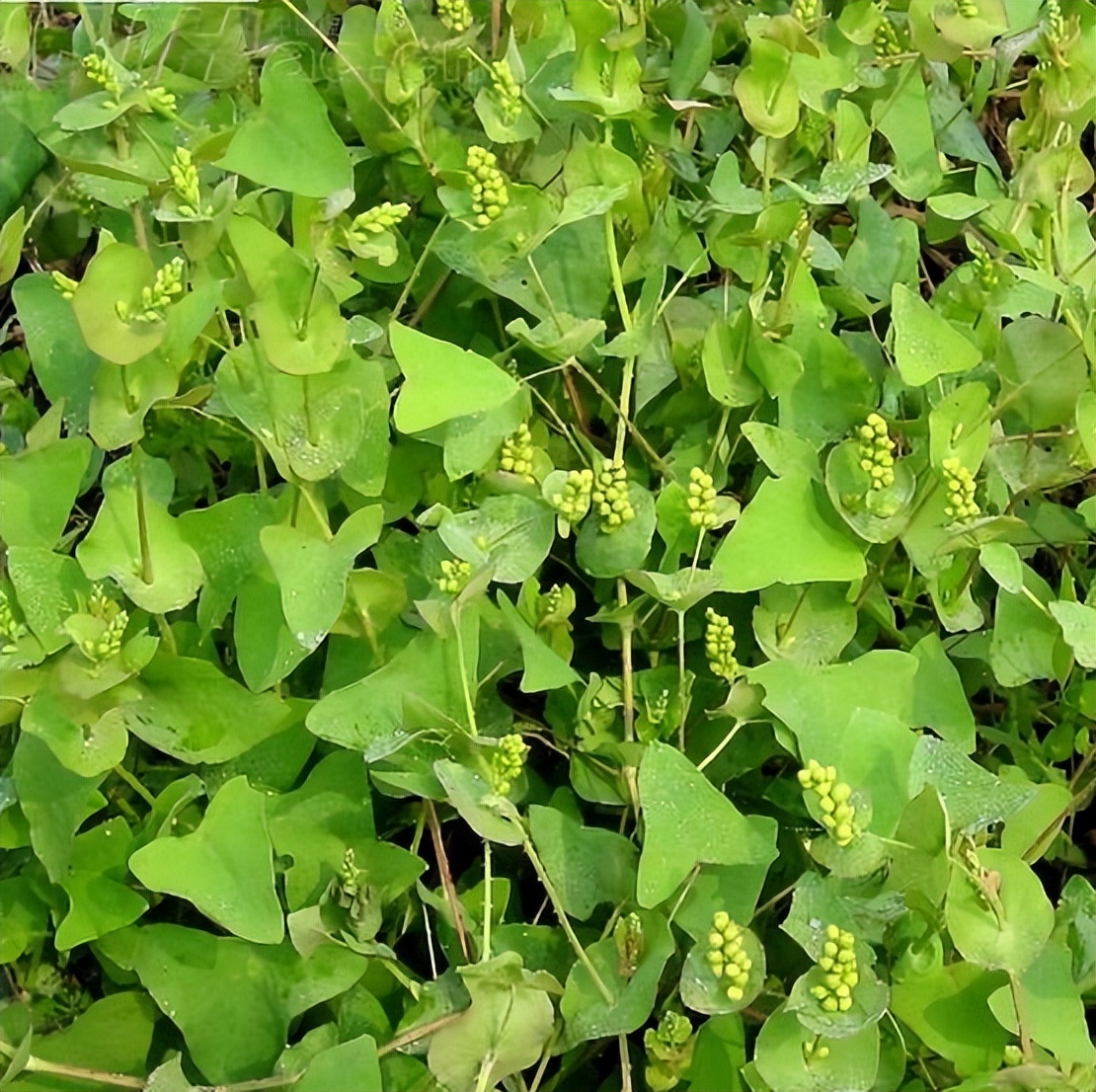 雄黄_实验_气味