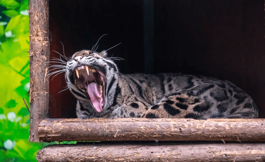 2009年云南护林员冒死救下云豹,3年后被狩猎者报复,云豹出现相救_王超